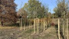 nasadzenia-sosnowiec (2)