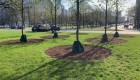 zzw-drzewa-warszawa (3)