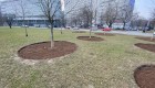 zzw-drzewa-warszawa (1)